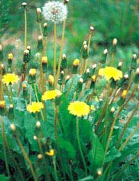 Foraging Free Food Wild Food Woodland